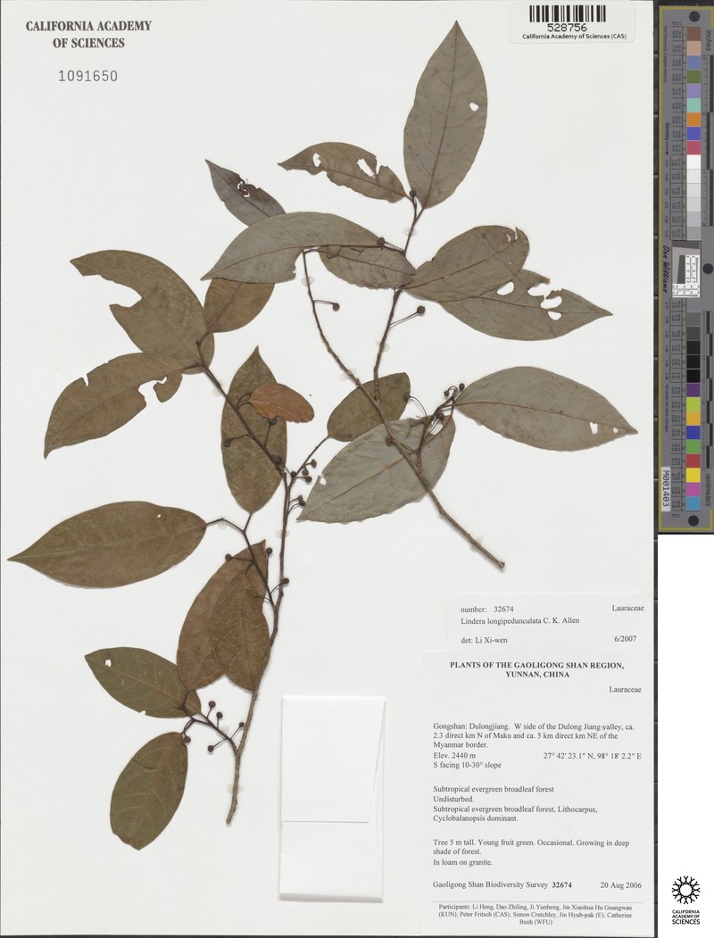 Lindera longipedunculata
