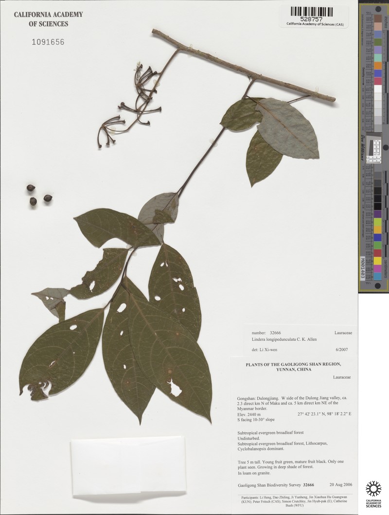 Lindera longipedunculata photo 2