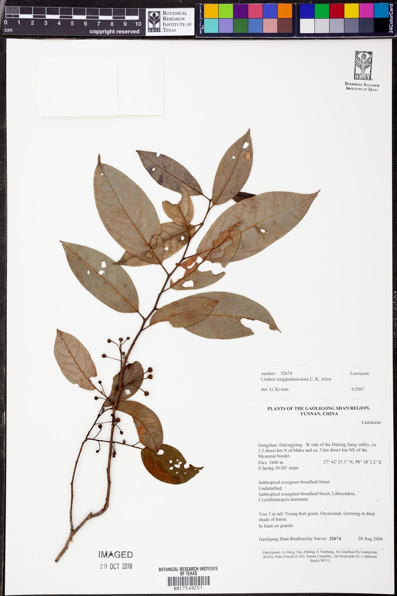 Lindera longipedunculata photo 3