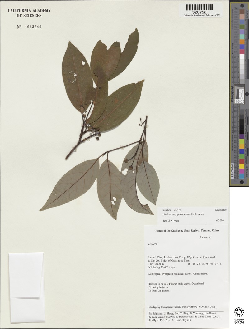 Lindera longipedunculata photo 4