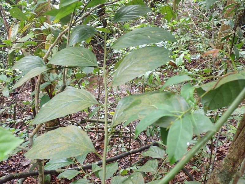 Lindera lucida