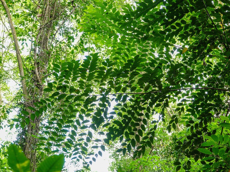 Lindera lucida photo 2