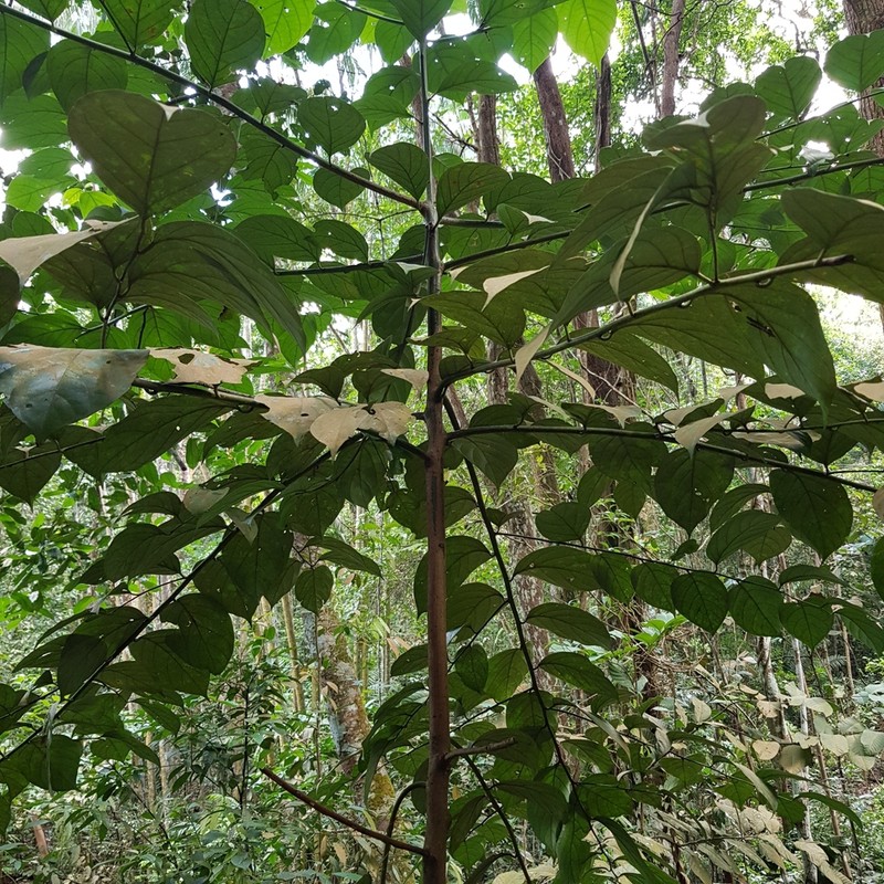 Lindera lucida photo 3