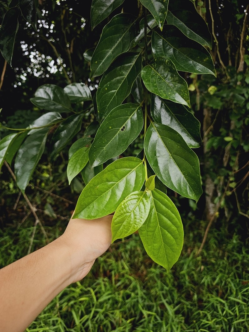 Lindera lucida photo 4