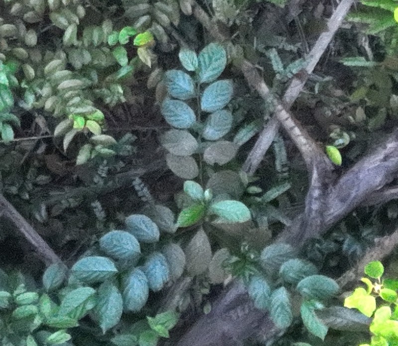 Lindera lucida photo 5