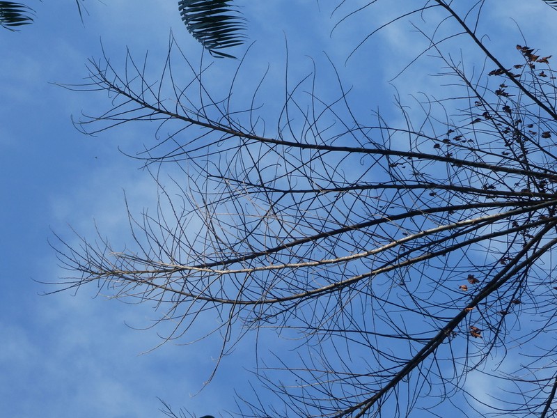 Lindera lucida photo 6