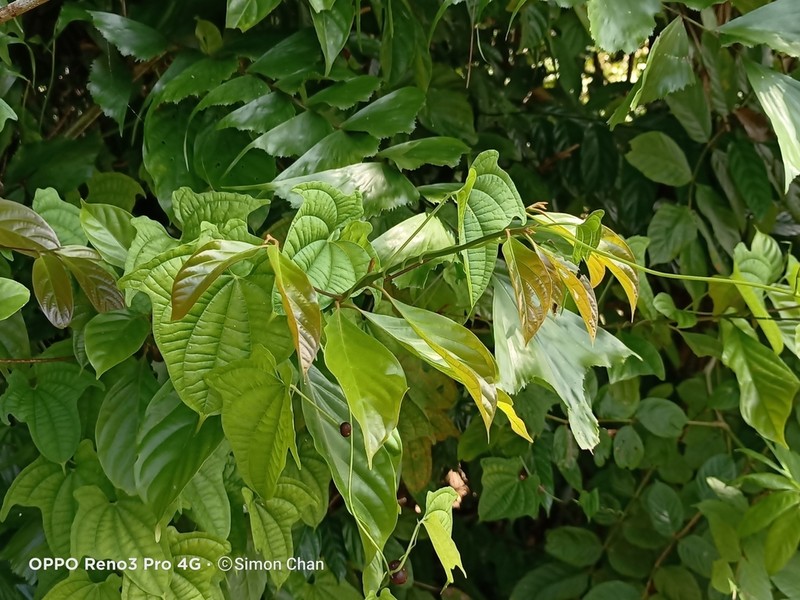 Lindera lucida photo 7