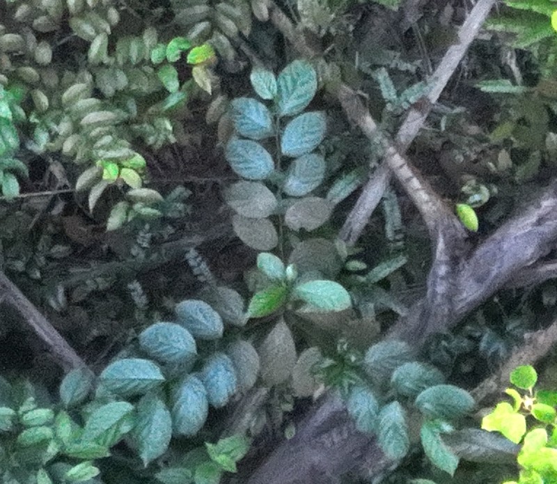 Lindera lucida photo 8