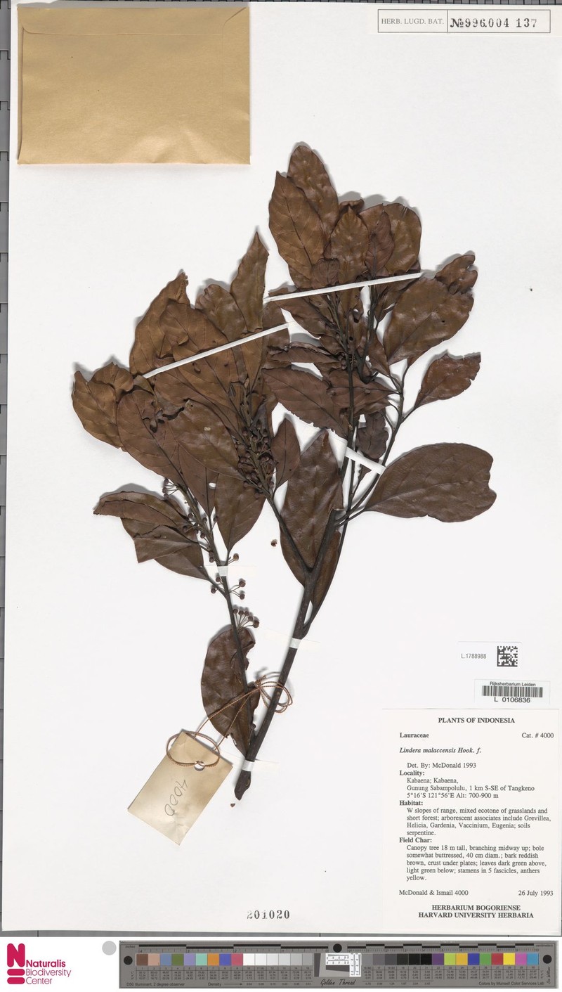 Lindera malaccensis