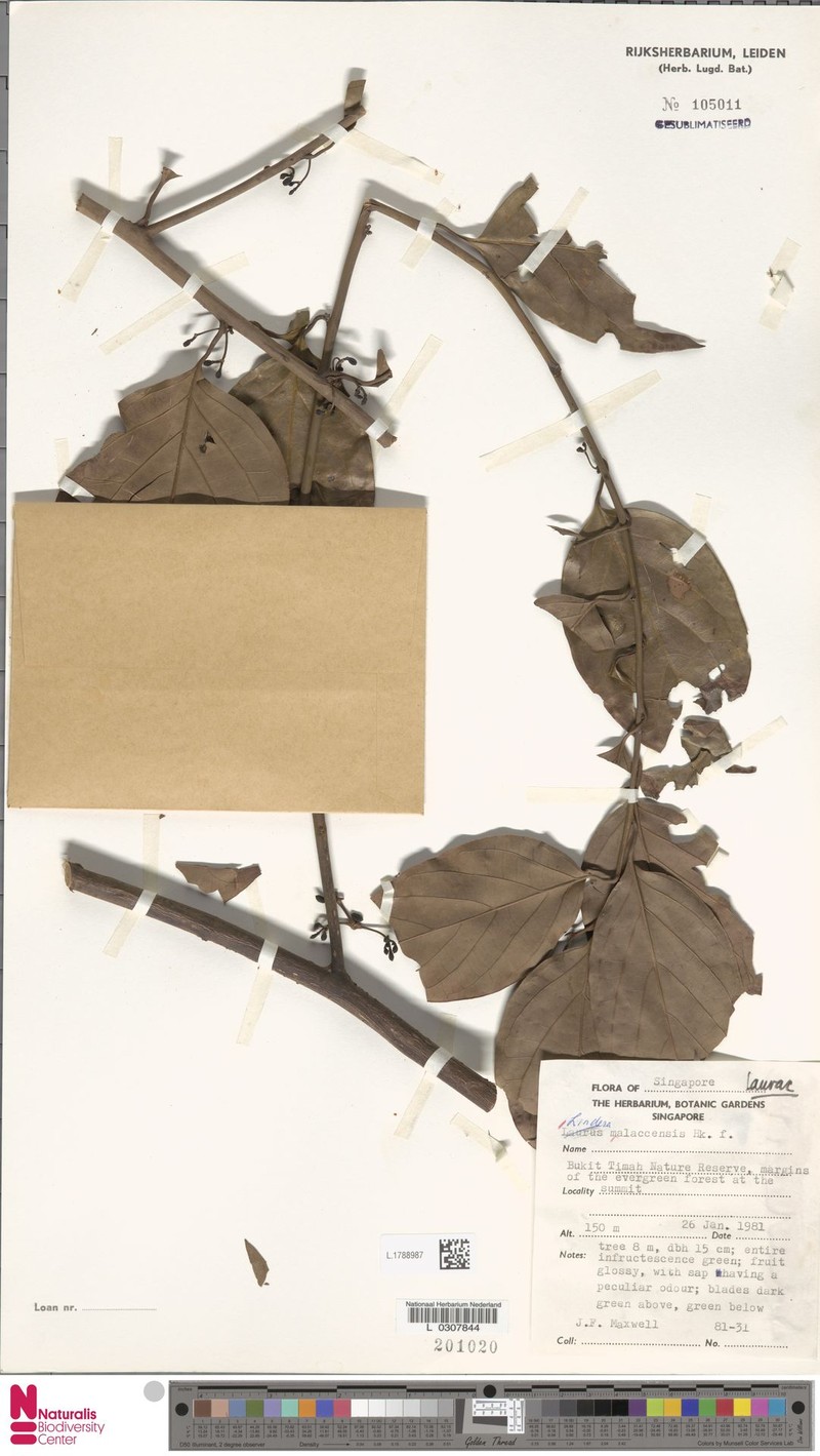 Lindera malaccensis photo 2