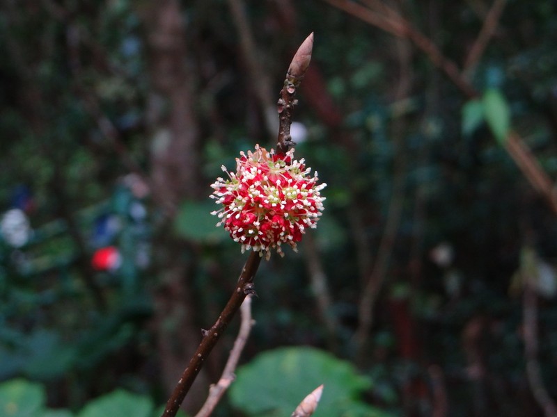 Lindera megaphylla