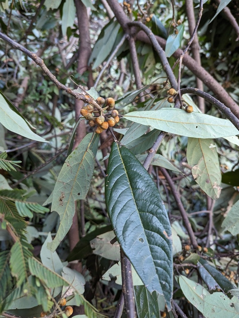 Lindera megaphylla photo 2