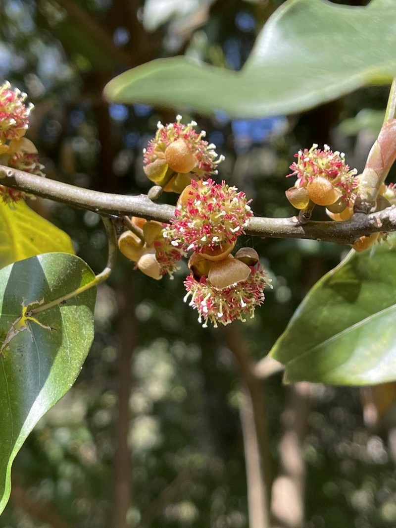 Lindera megaphylla photo 3