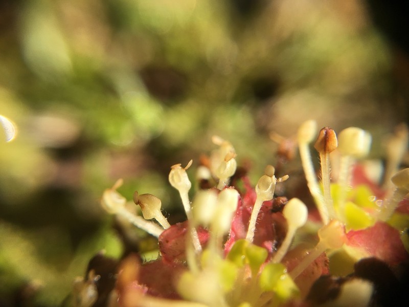 Lindera megaphylla photo 4