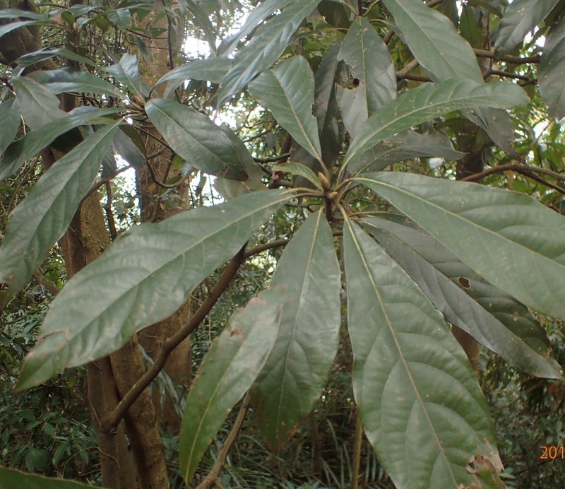 Lindera megaphylla photo 5