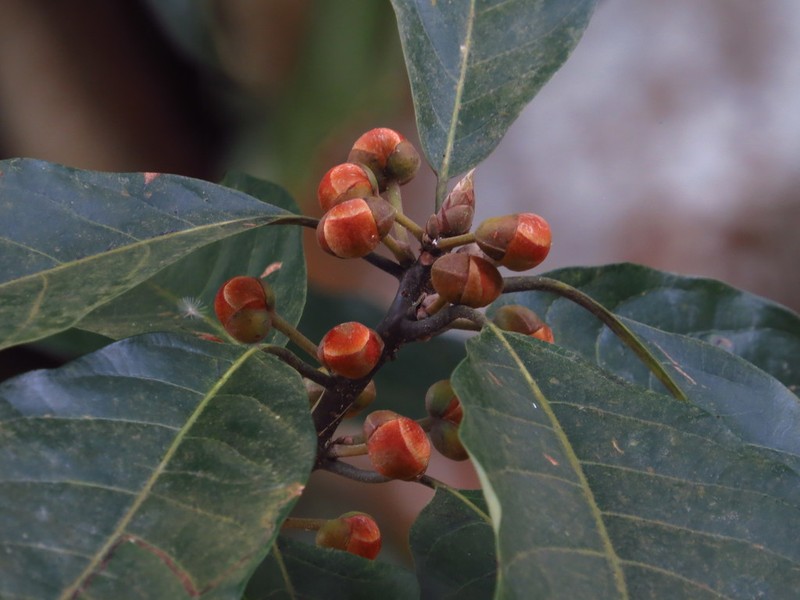 Lindera megaphylla photo 6