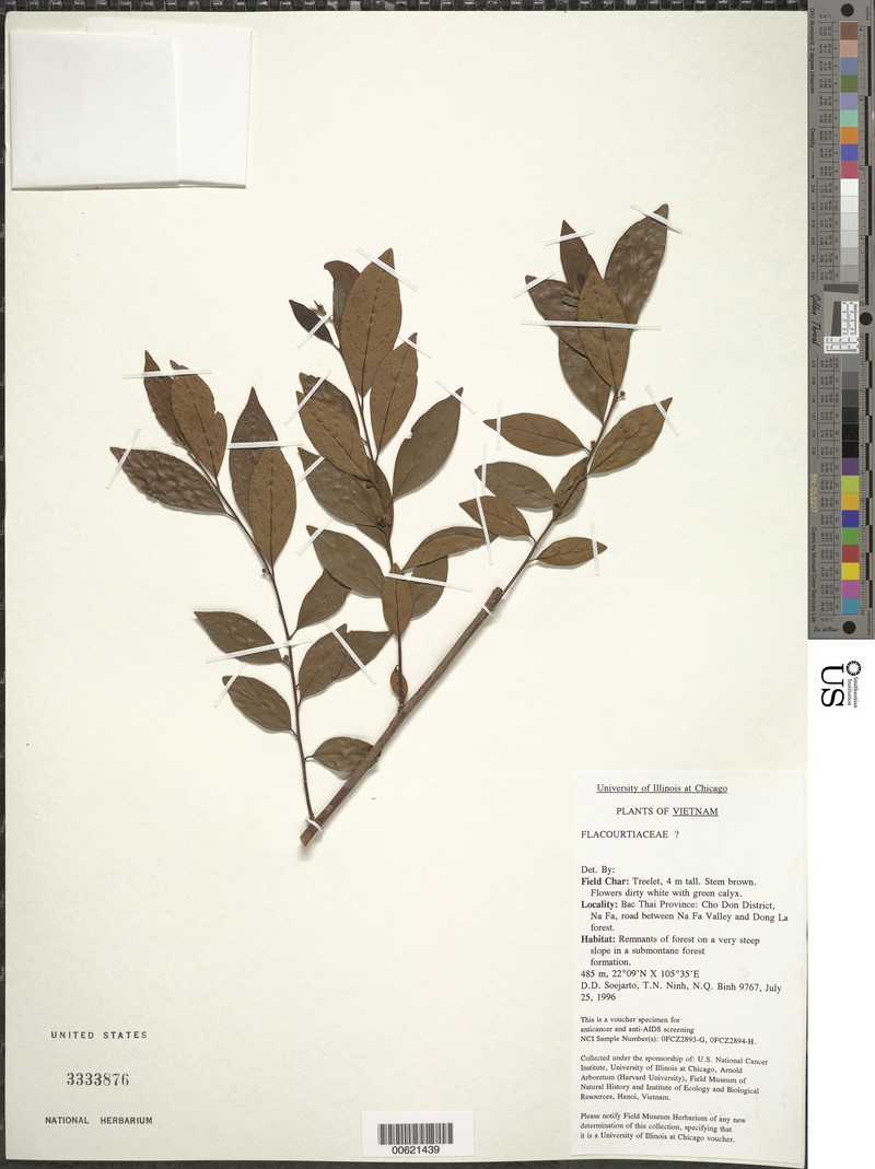 Lindera meissneri