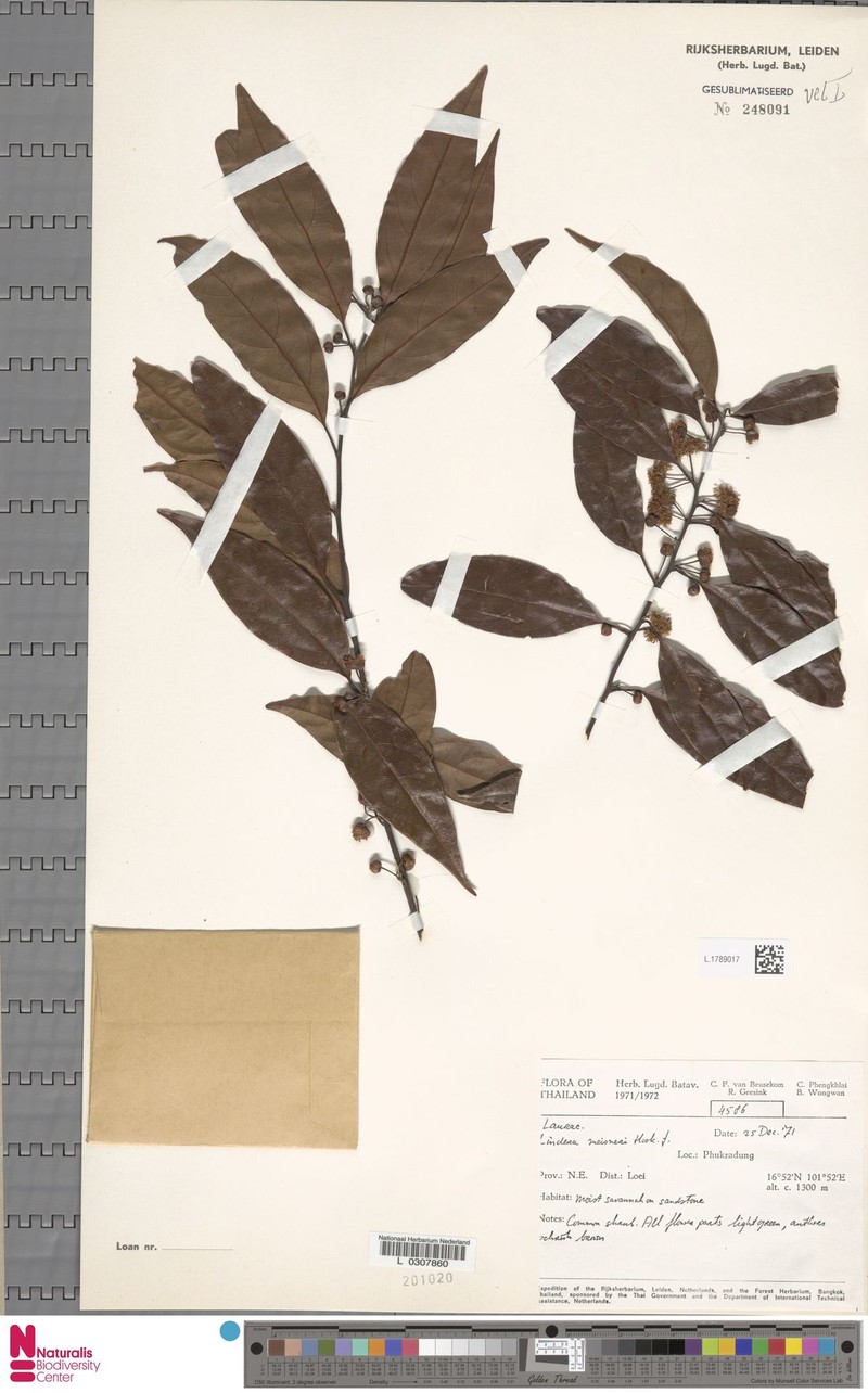 Lindera meissneri photo 2