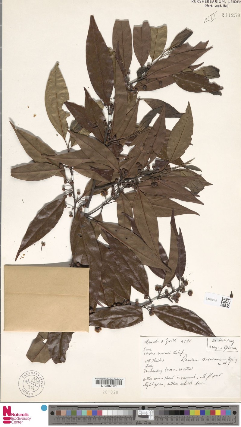 Lindera meissneri photo 3