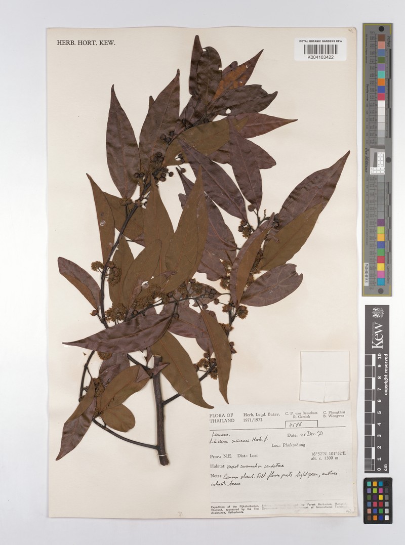 Lindera meissneri photo 4