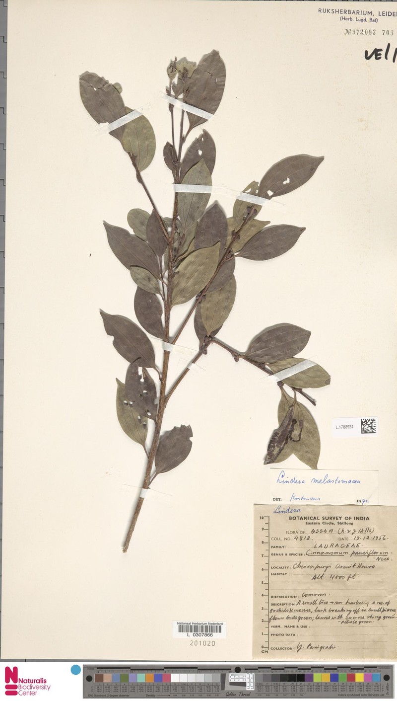 Lindera melastomacea