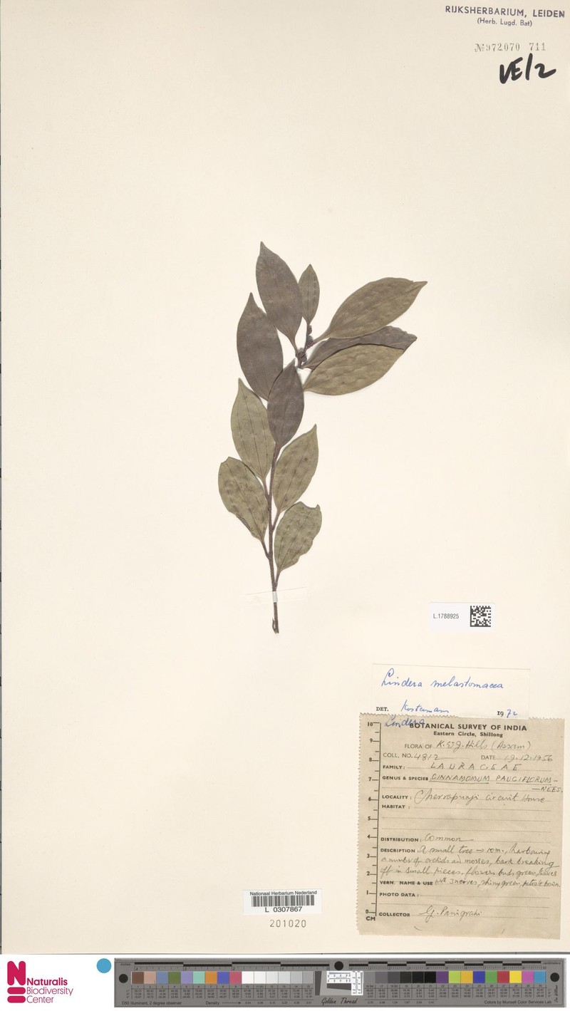 Lindera melastomacea photo 2
