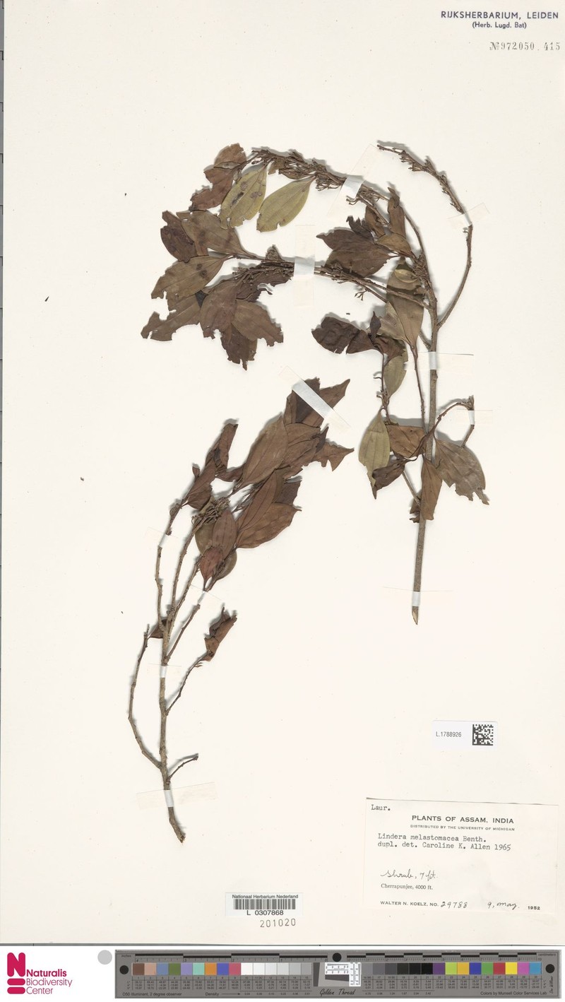 Lindera melastomacea photo 3