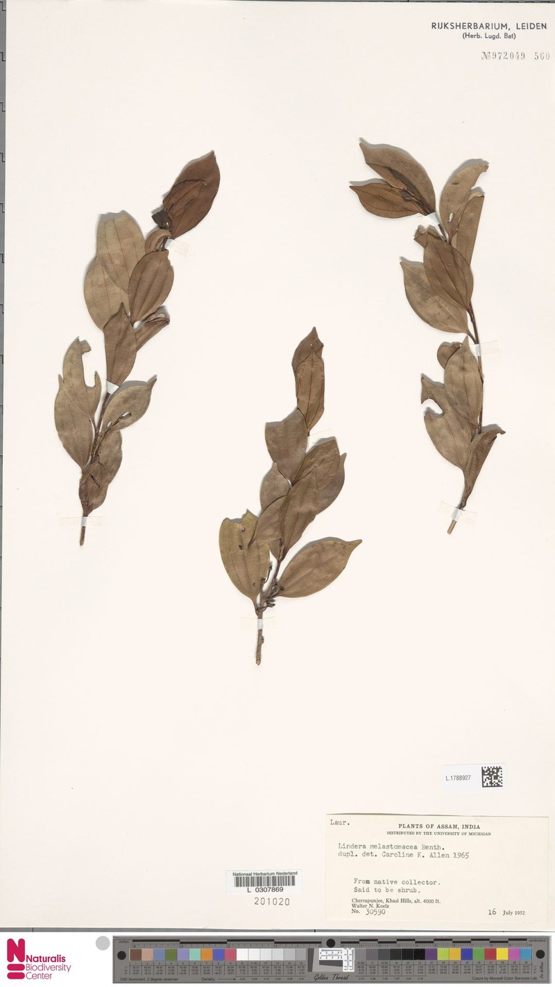 Lindera melastomacea photo 4