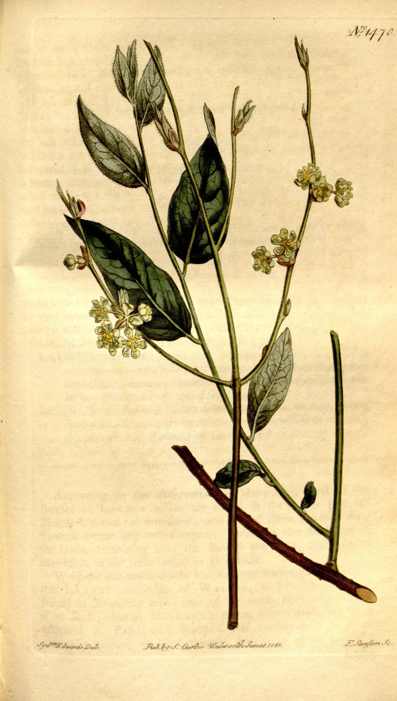 Southern Spicebush photo 4