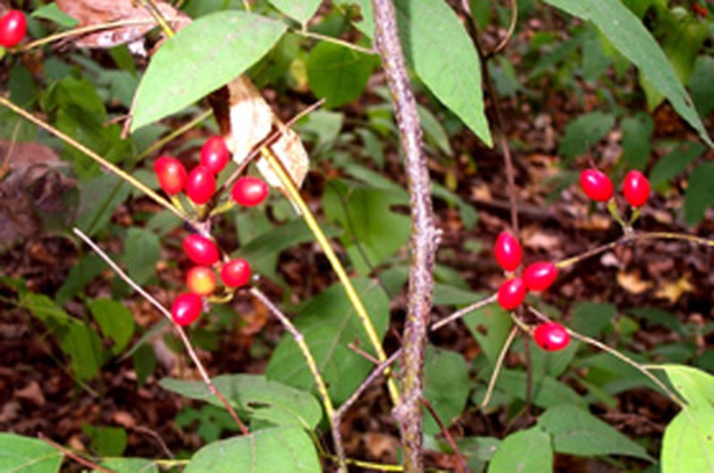 Southern Spicebush