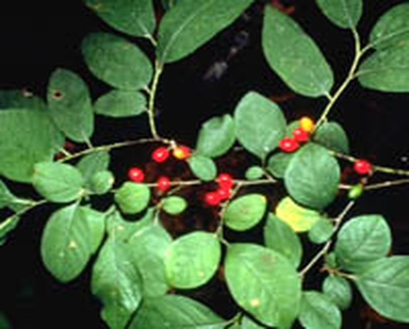 Southern Spicebush photo 5