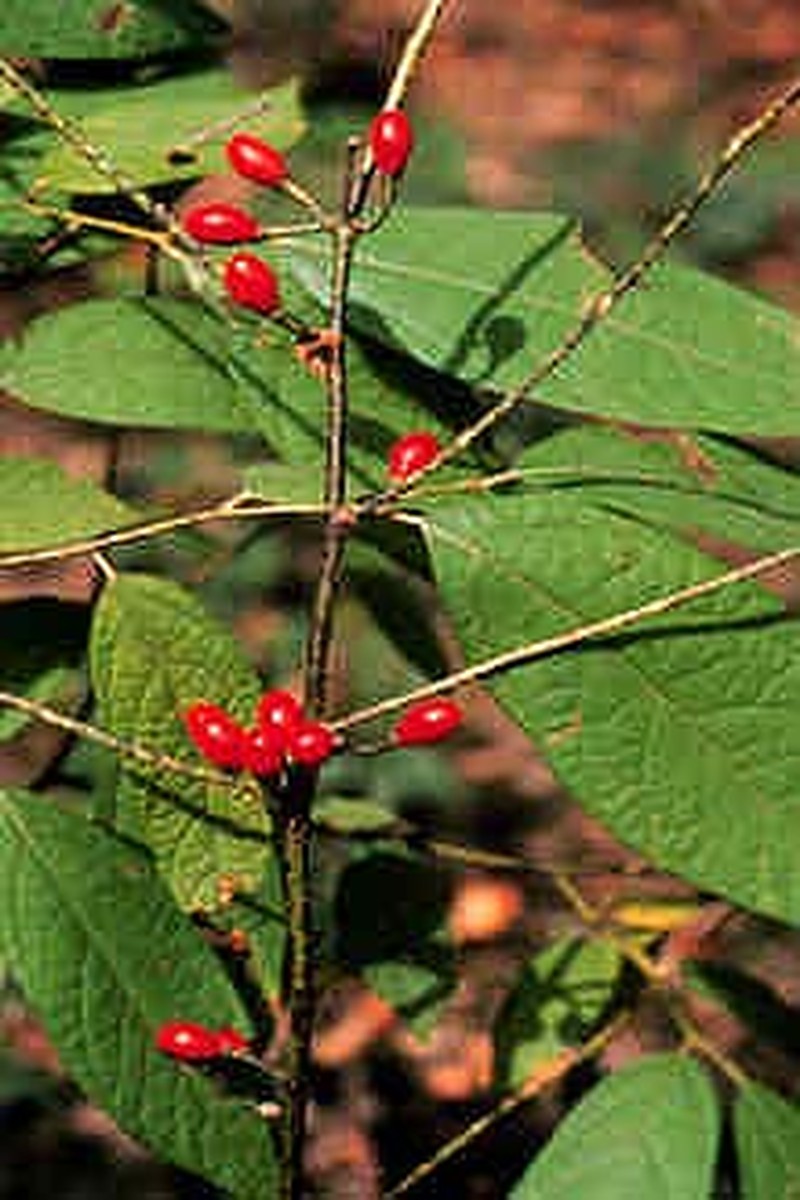 Southern Spicebush photo 2