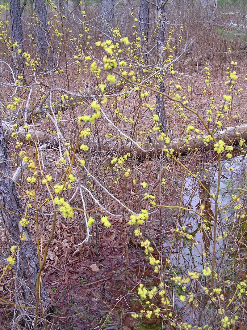 Southern Spicebush photo 3