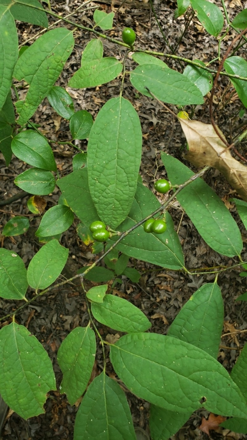 Southern Spicebush