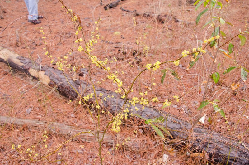 Southern Spicebush photo 2