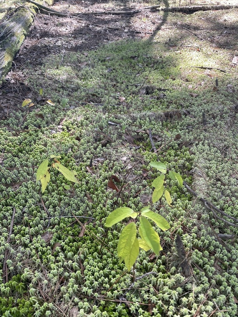 Southern Spicebush photo 3