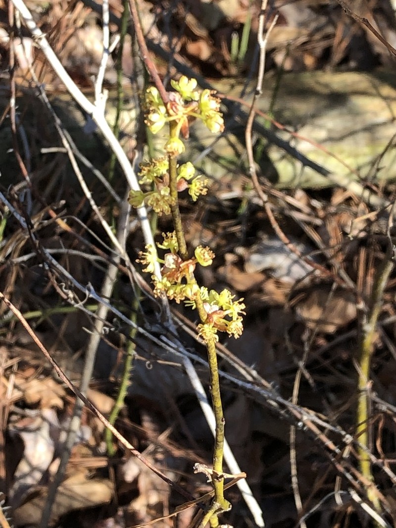 Southern Spicebush photo 4