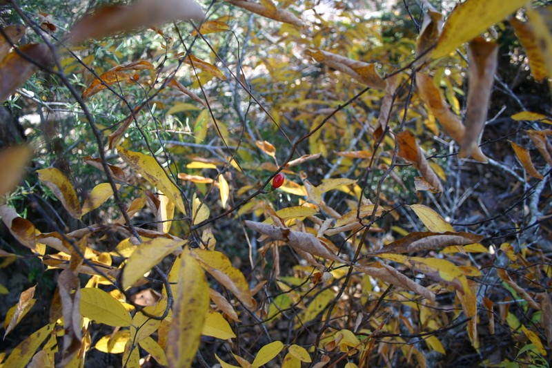 Southern Spicebush photo 5