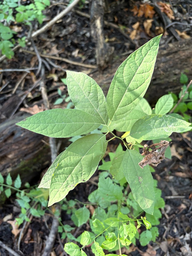 Southern Spicebush photo 6