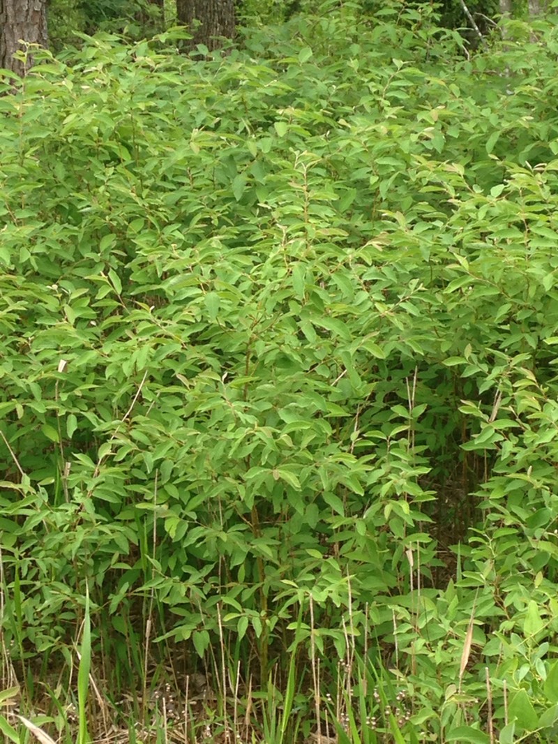 Southern Spicebush photo 7