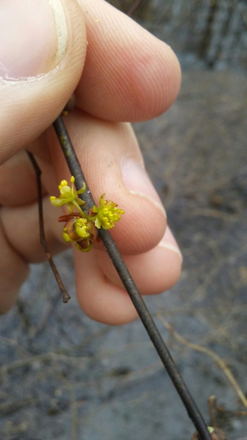 Southern Spicebush photo 8