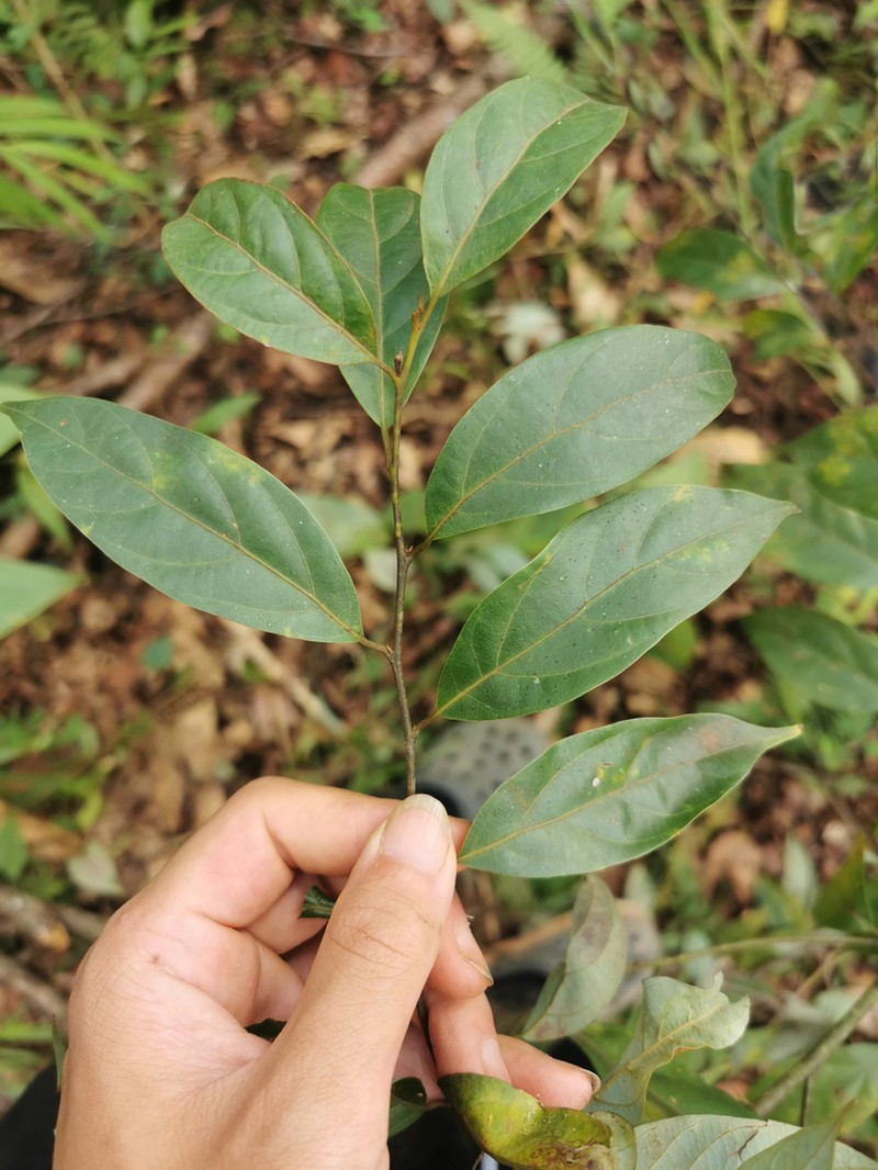 Lindera metcalfiana