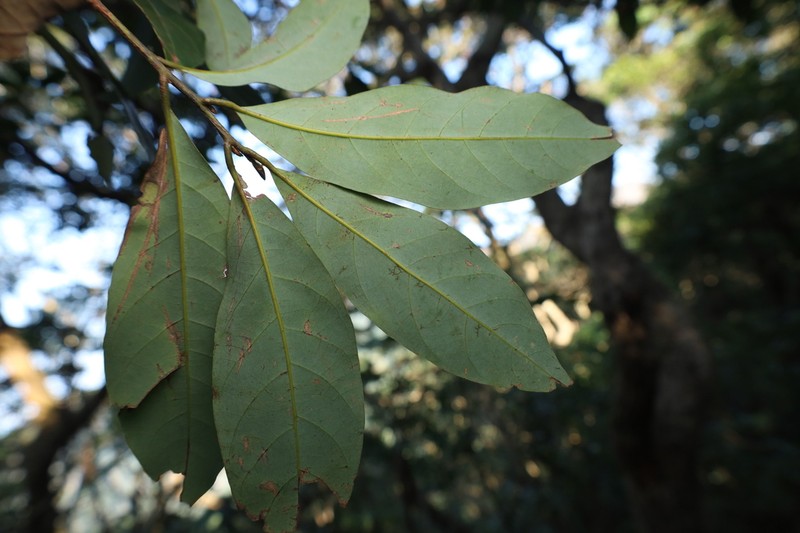 Lindera metcalfiana photo 2
