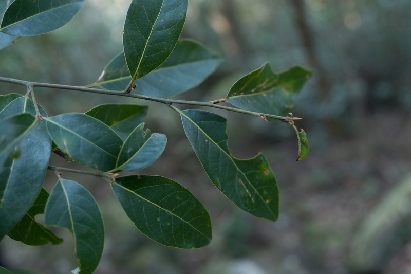 Lindera metcalfiana photo 3