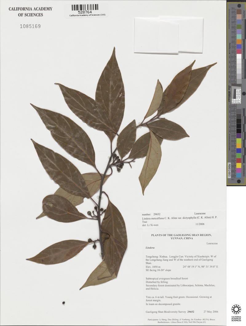 Lindera metcalfiana var. dictyophylla