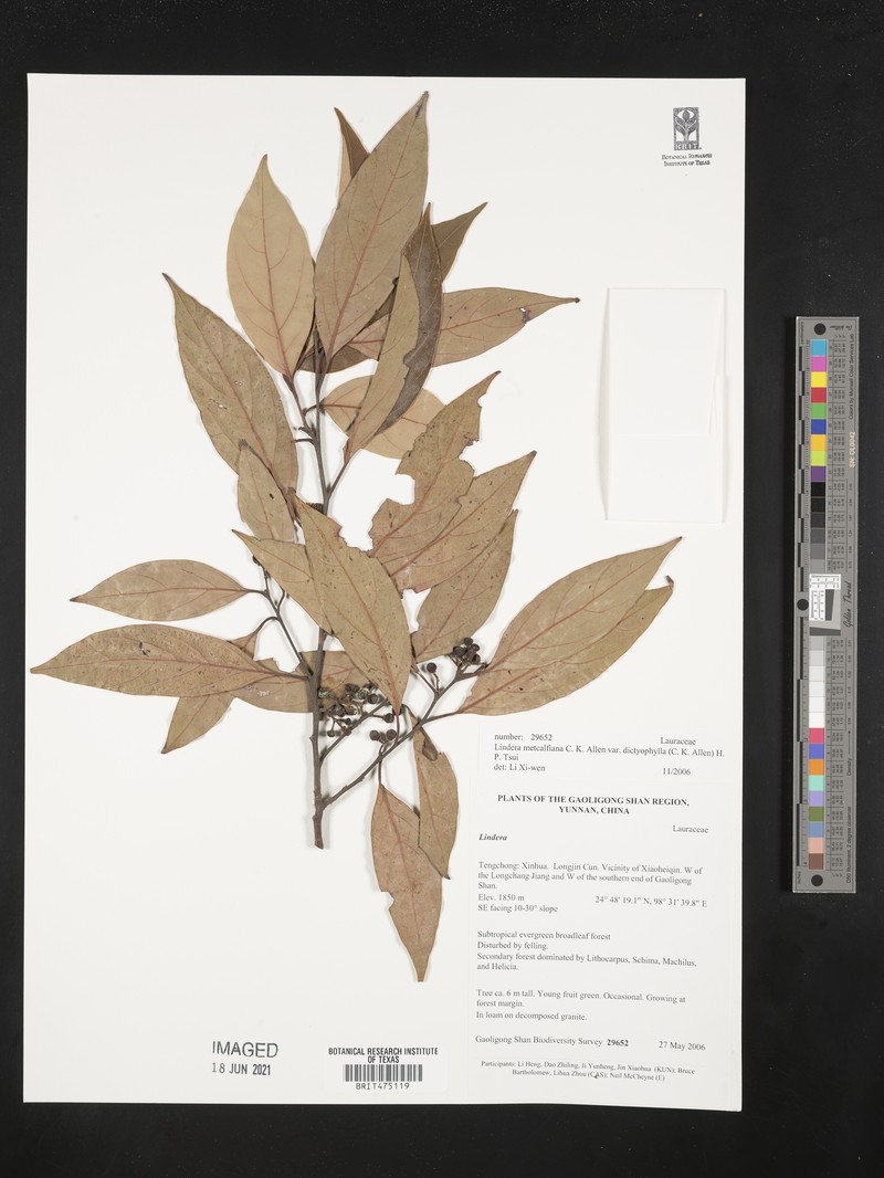 Lindera metcalfiana var. dictyophylla photo 2