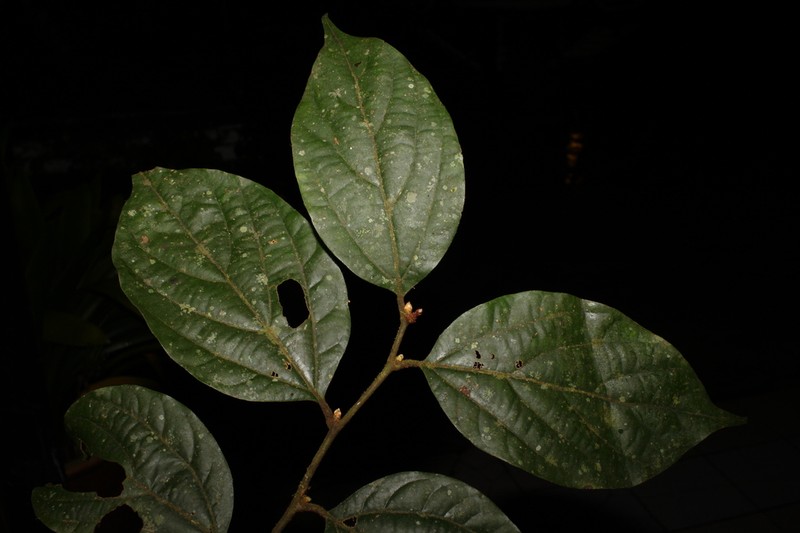 Lindera montanoides