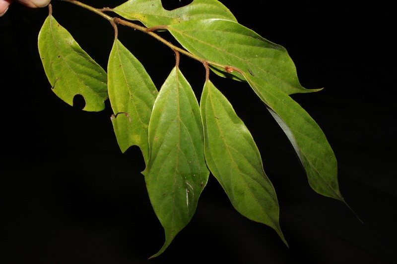 Lindera montanoides photo 2