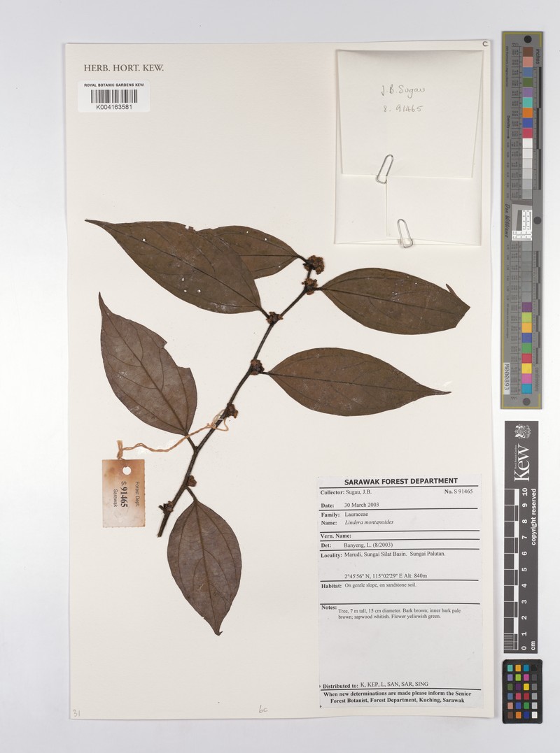 Lindera montanoides photo 3
