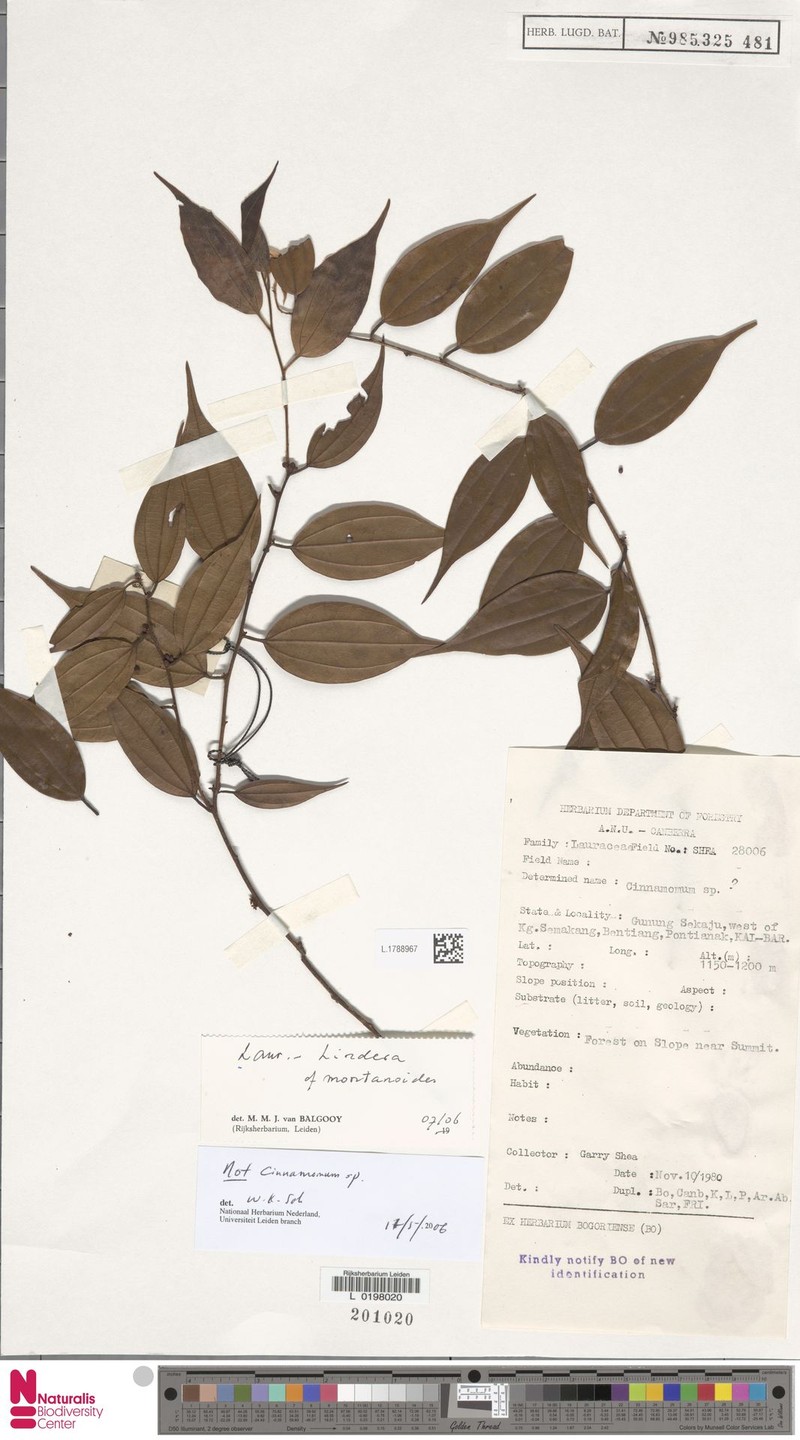 Lindera montanoides photo 4